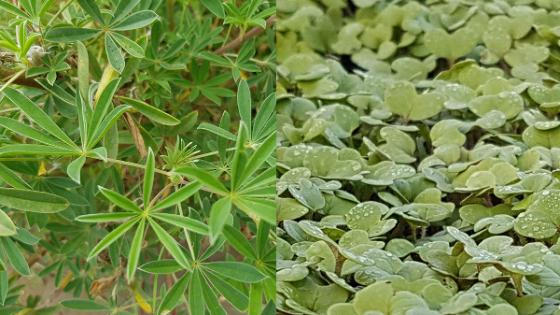 Cover crops