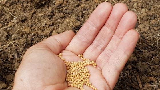 Mustard seeds
